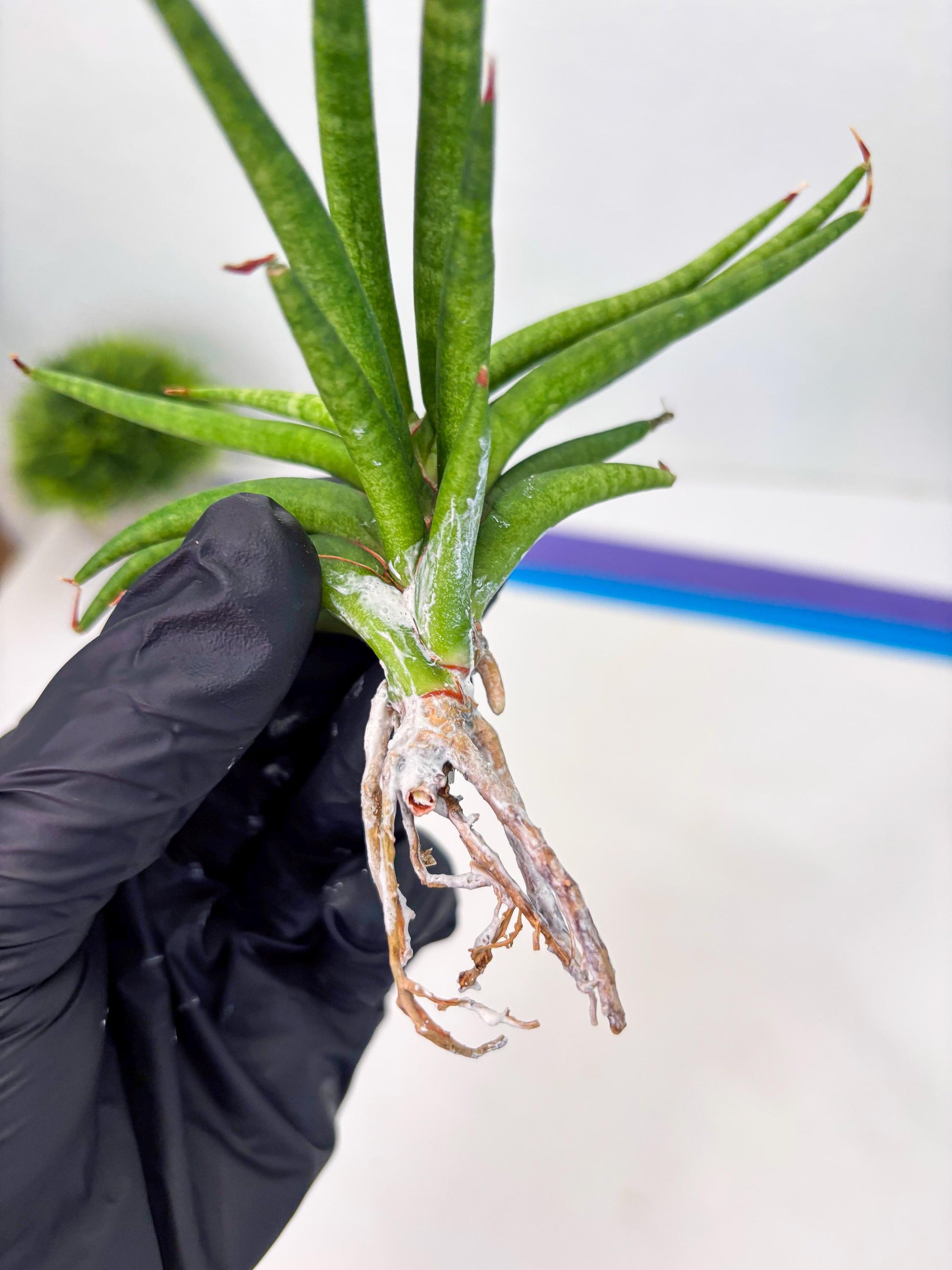 Sansevieria Black Bison (4) (ca1) | Rare House Plant