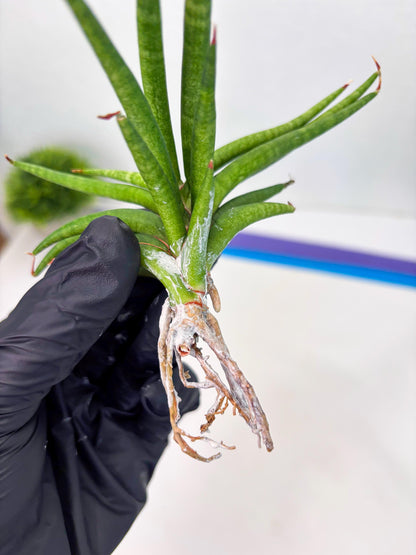 Sansevieria Black Bison (4) (ca1) | Rare House Plant
