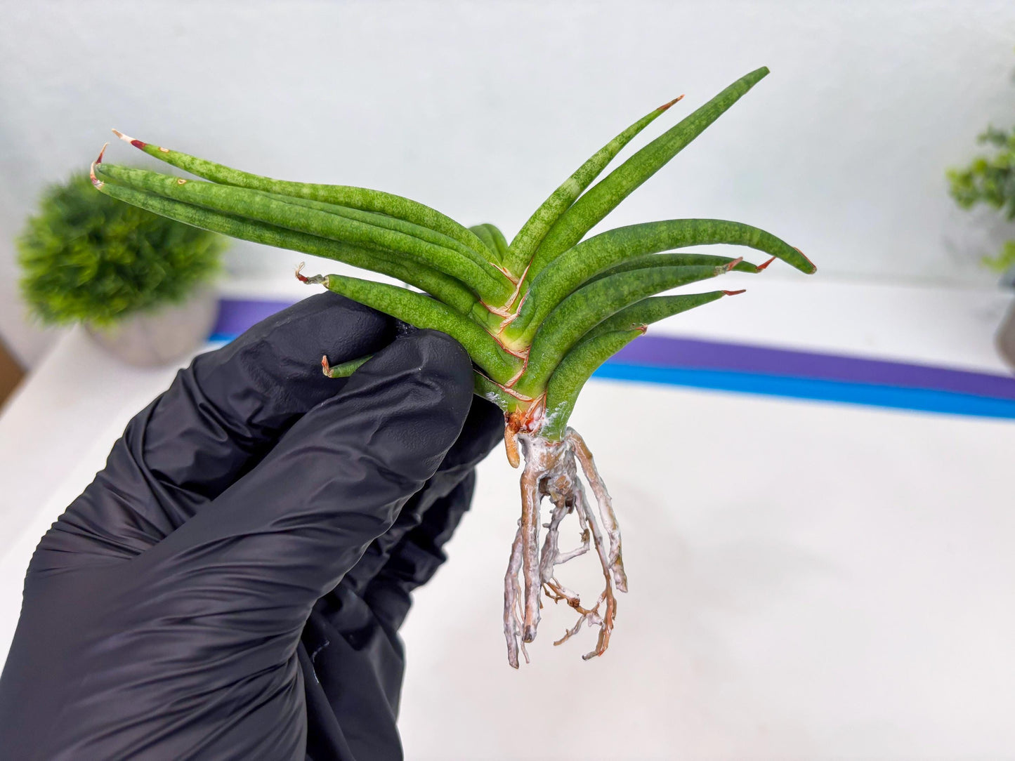 Sansevieria Black Bison (4) (ca1) | Rare House Plant