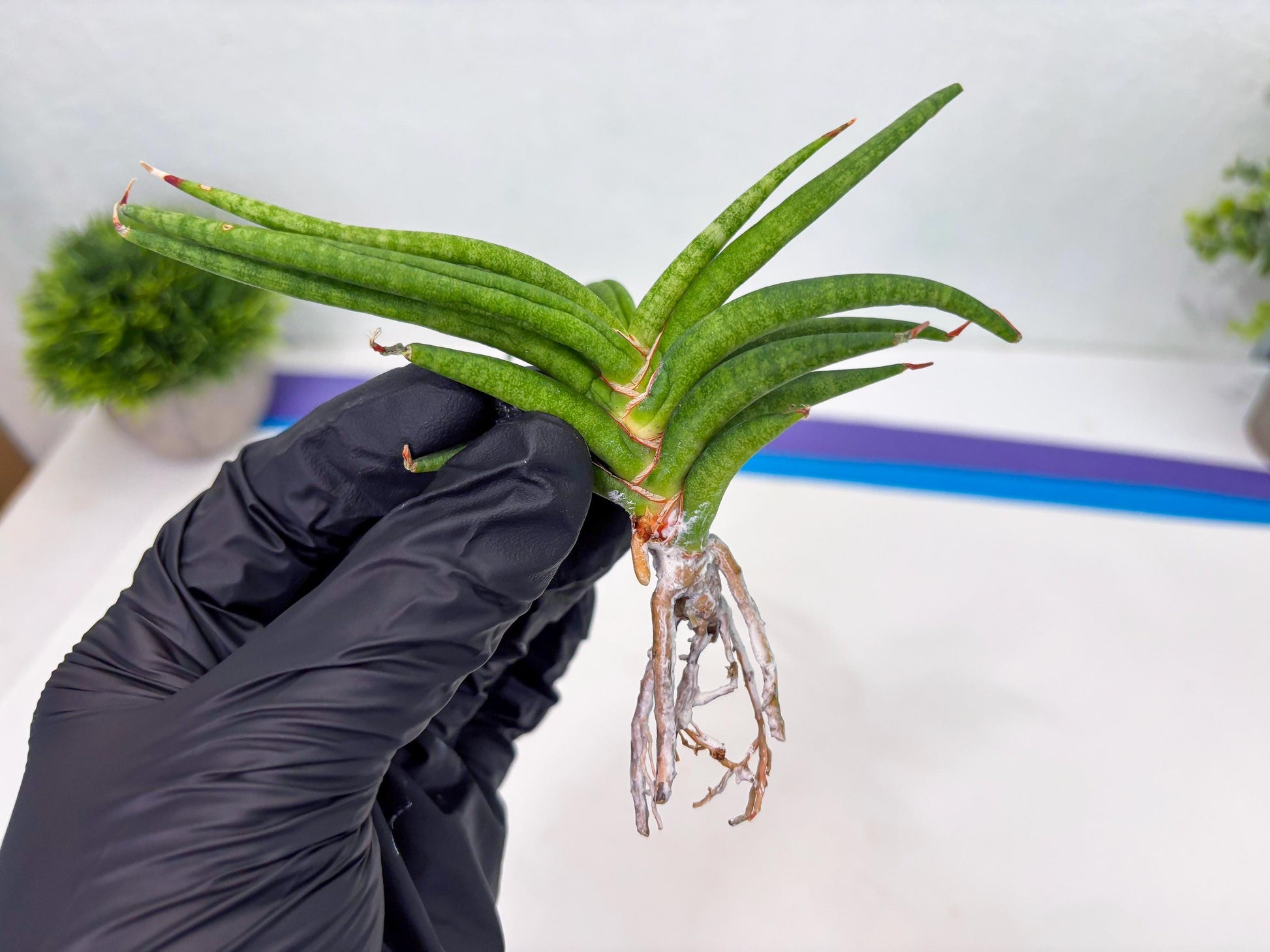 Sansevieria Black Bison (4) (ca1) | Rare House Plant