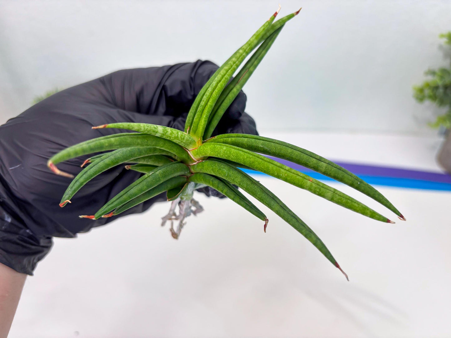 Sansevieria Black Bison (4) (ca1) | Rare House Plant