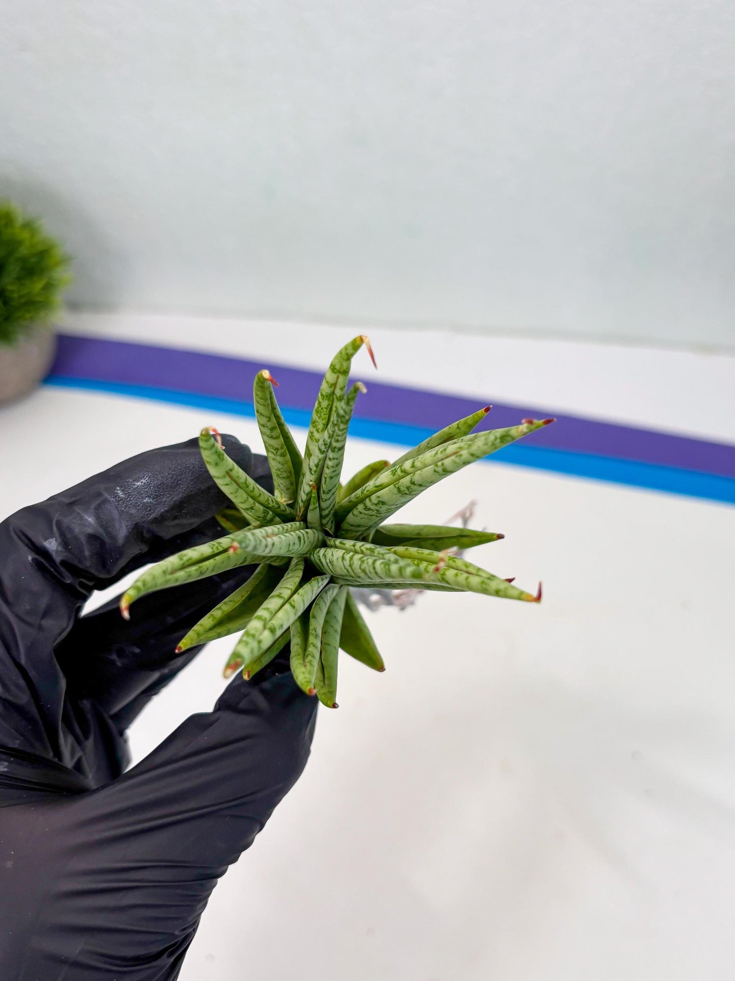 Sansevieria Dife blue (#AC63) | New Imported Hybrids