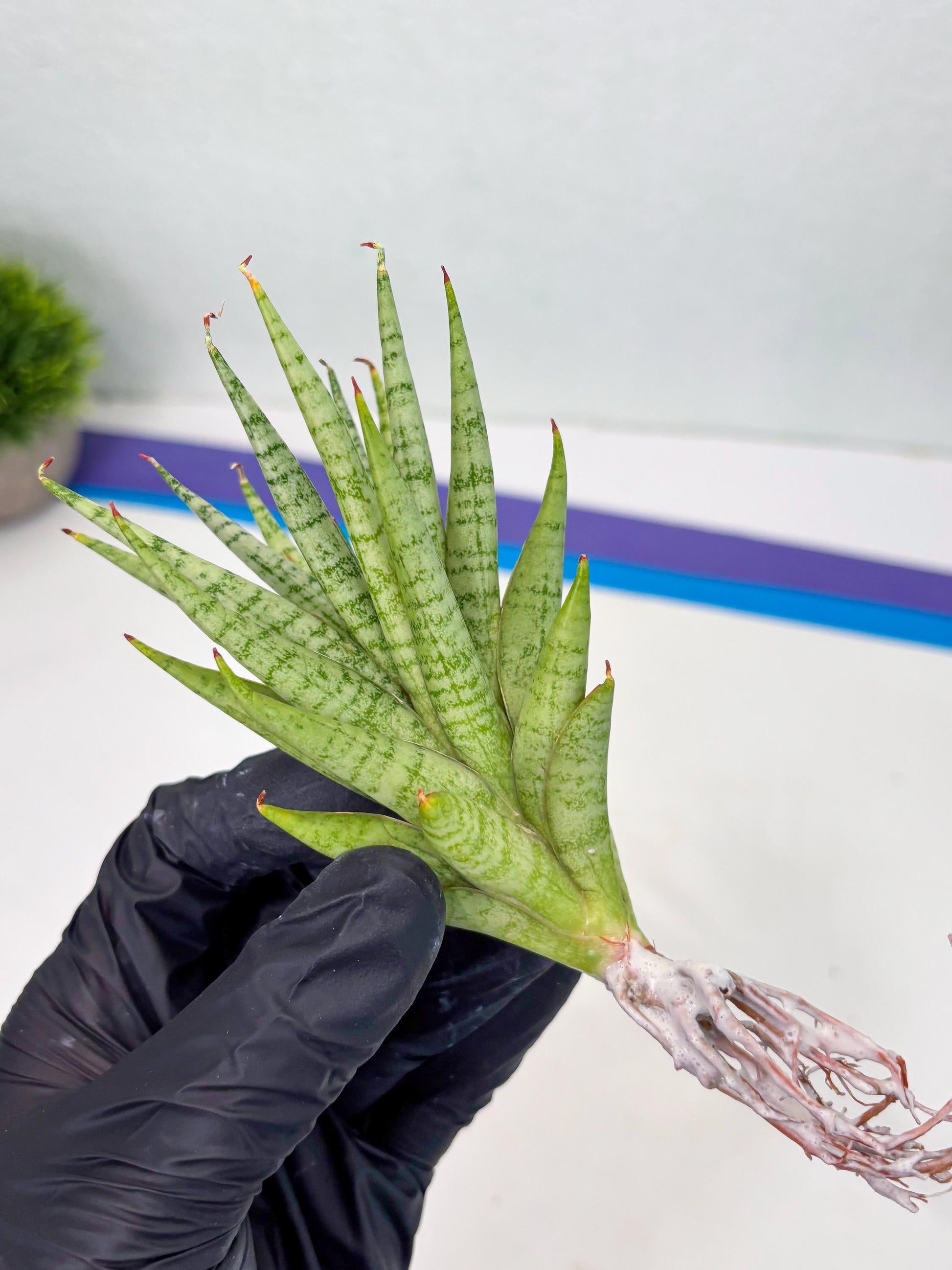 Sansevieria Dife blue (#AC63) | New Imported Hybrids