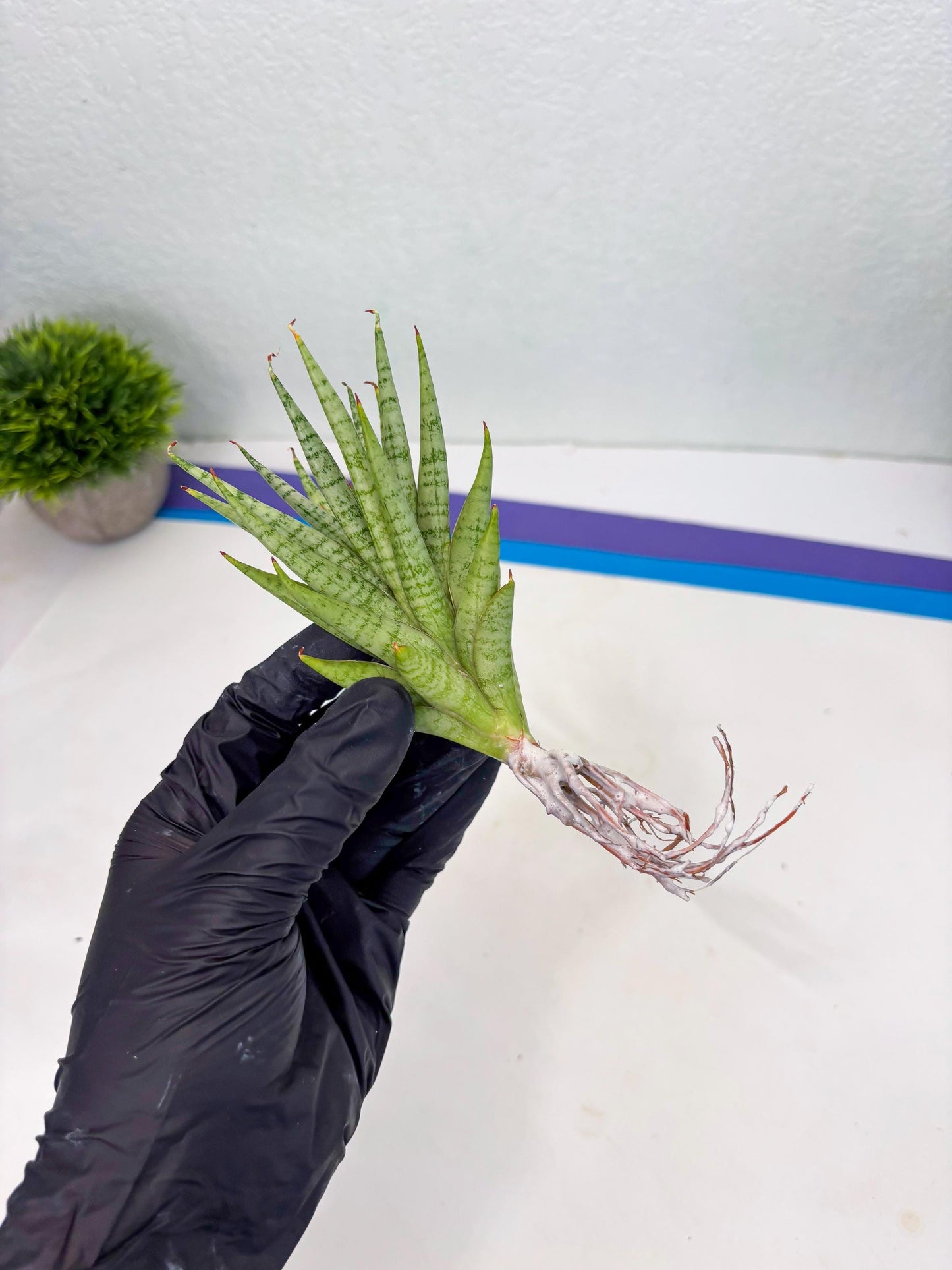 Sansevieria Dife blue (#AC63) | New Imported Hybrids