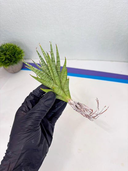 Sansevieria Dife blue (#AC63) | New Imported Hybrids