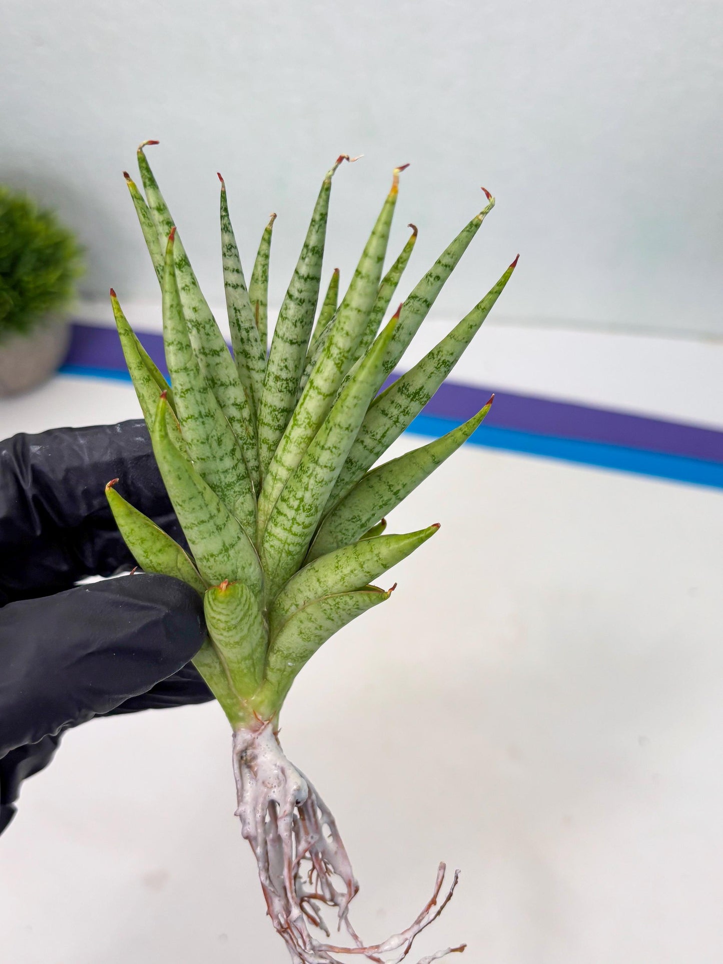 Sansevieria Dife blue (#AC63) | New Imported Hybrids