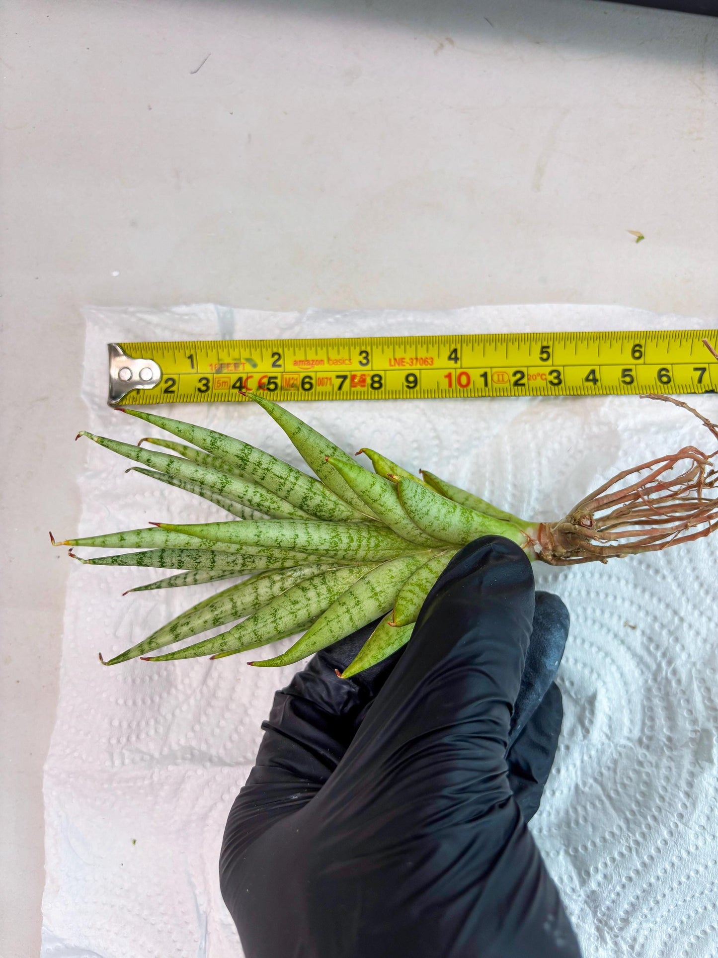 Sansevieria Dife blue (#AC63) | New Imported Hybrids