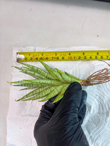 Sansevieria Dife blue (#AC63) | New Imported Hybrids