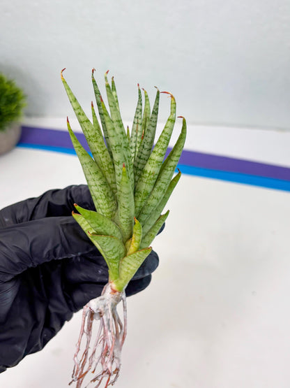 Sansevieria Dife blue (#AC63) | New Imported Hybrids