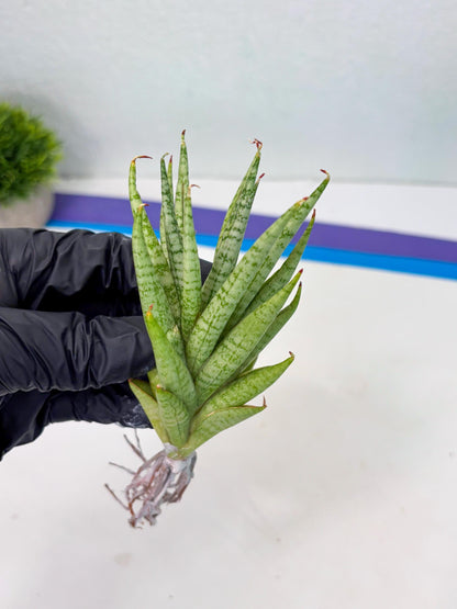 Sansevieria Dife blue (#AC63) | New Imported Hybrids