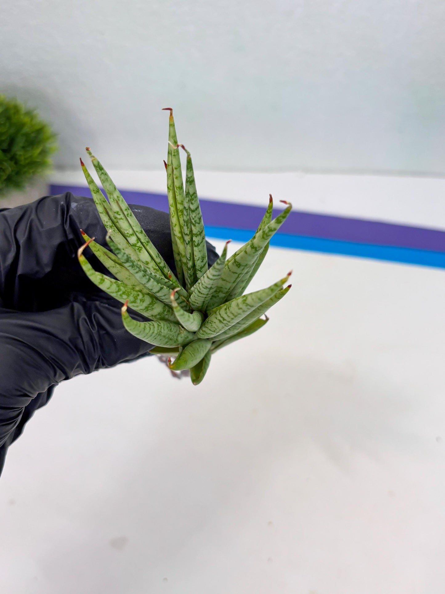 Sansevieria Dife blue (#AC63) | New Imported Hybrids