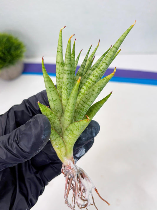 Sansevieria Dife blue (cj1) (12) | Rare Import