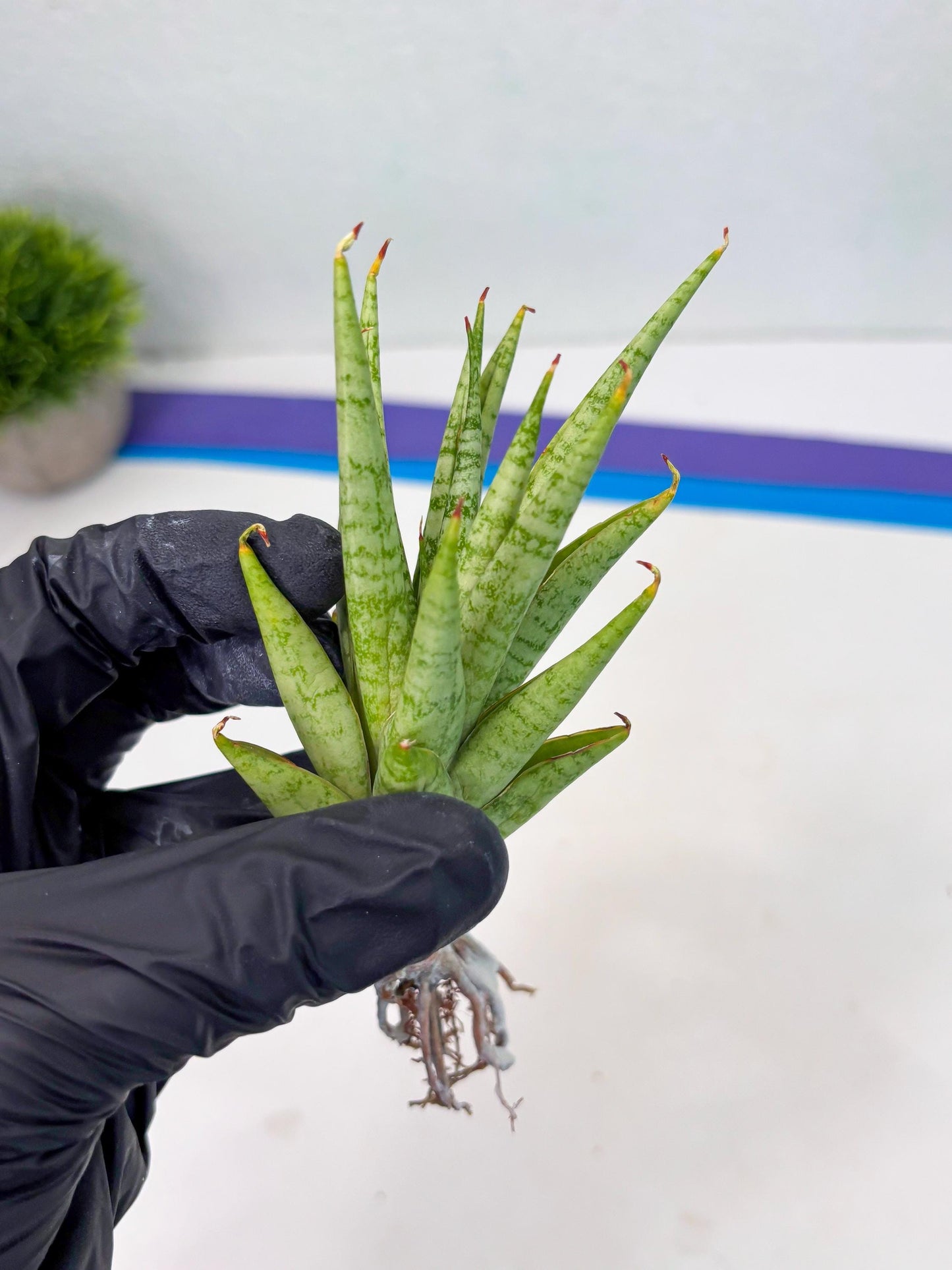 Sansevieria Dife blue (ca1) (12) | Rare Import