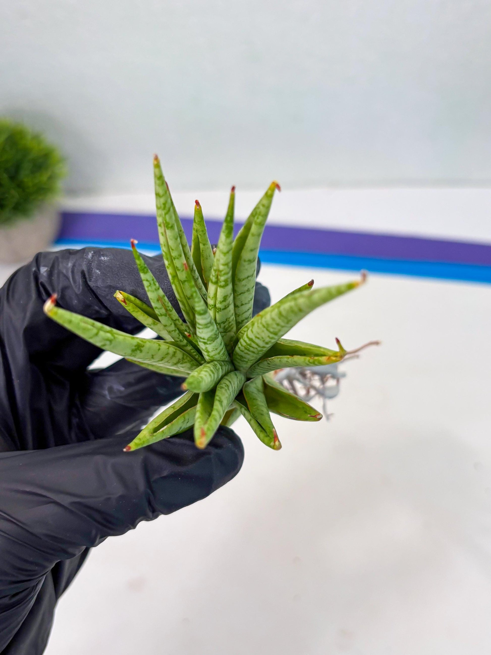 Sansevieria Dife blue (ca1) (12) | Rare Import