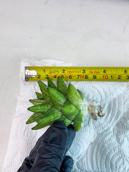 Sansevieria Durian (#AC) | Imported Snake Plants | 2" Pot