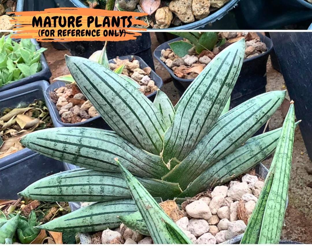 Sansevieria Melon (cj3) (12) | Rare Hybrids