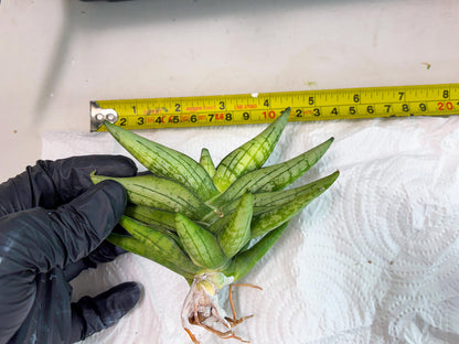 Sansevieria Mini Gold (cj2) (8) | Rare Hybrids