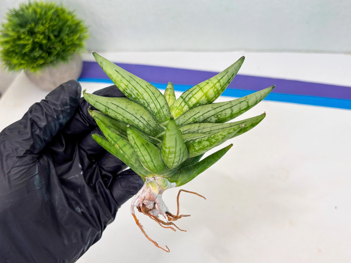 Sansevieria Mini Gold (cj2) (8) | Rare Hybrids