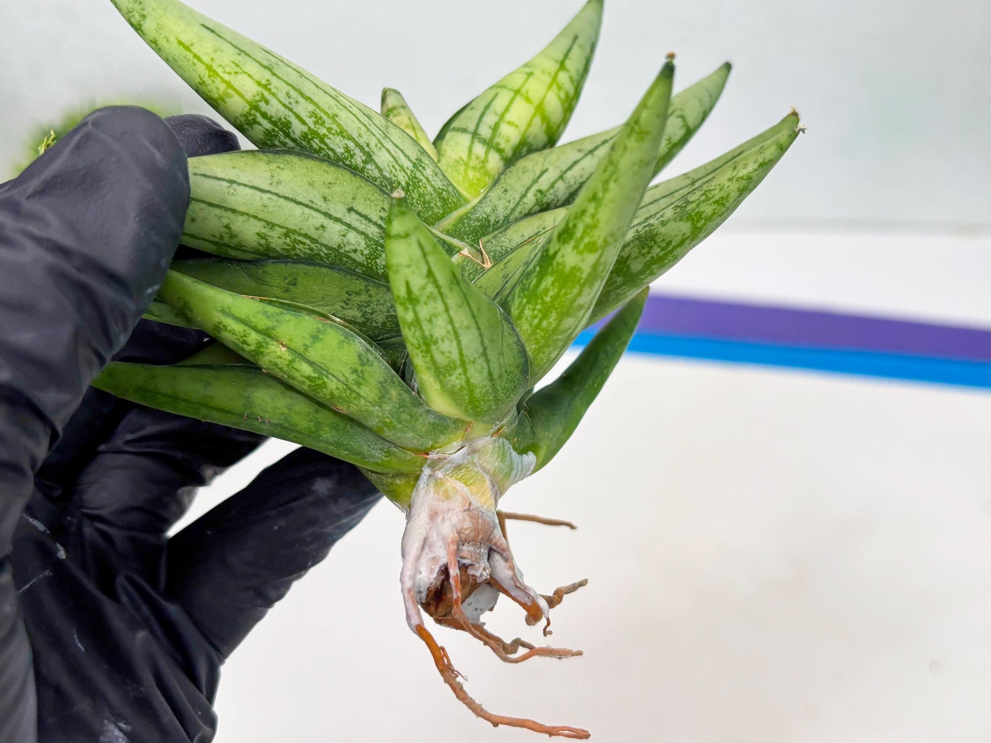 Sansevieria Mini Gold (cj2) (8) | Rare Hybrids