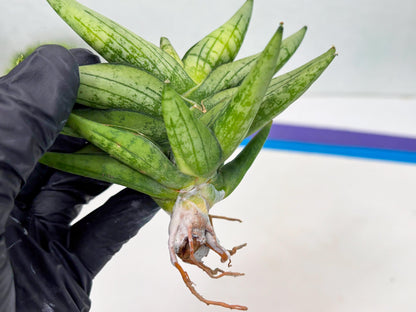 Sansevieria Mini Gold (cj2) (8) | Rare Hybrids