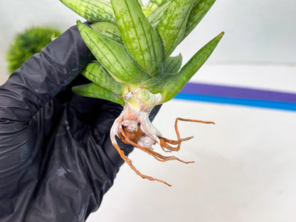 Sansevieria Mini Gold (cj2) (8) | Rare Hybrids