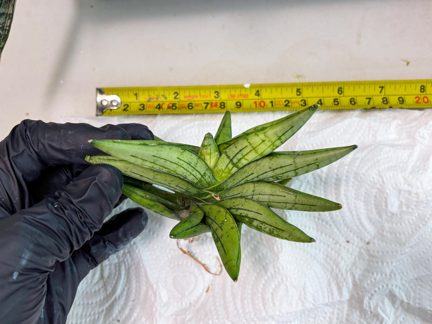 Sansevieria Mini Gold (cj2) (8) | Rare Hybrids
