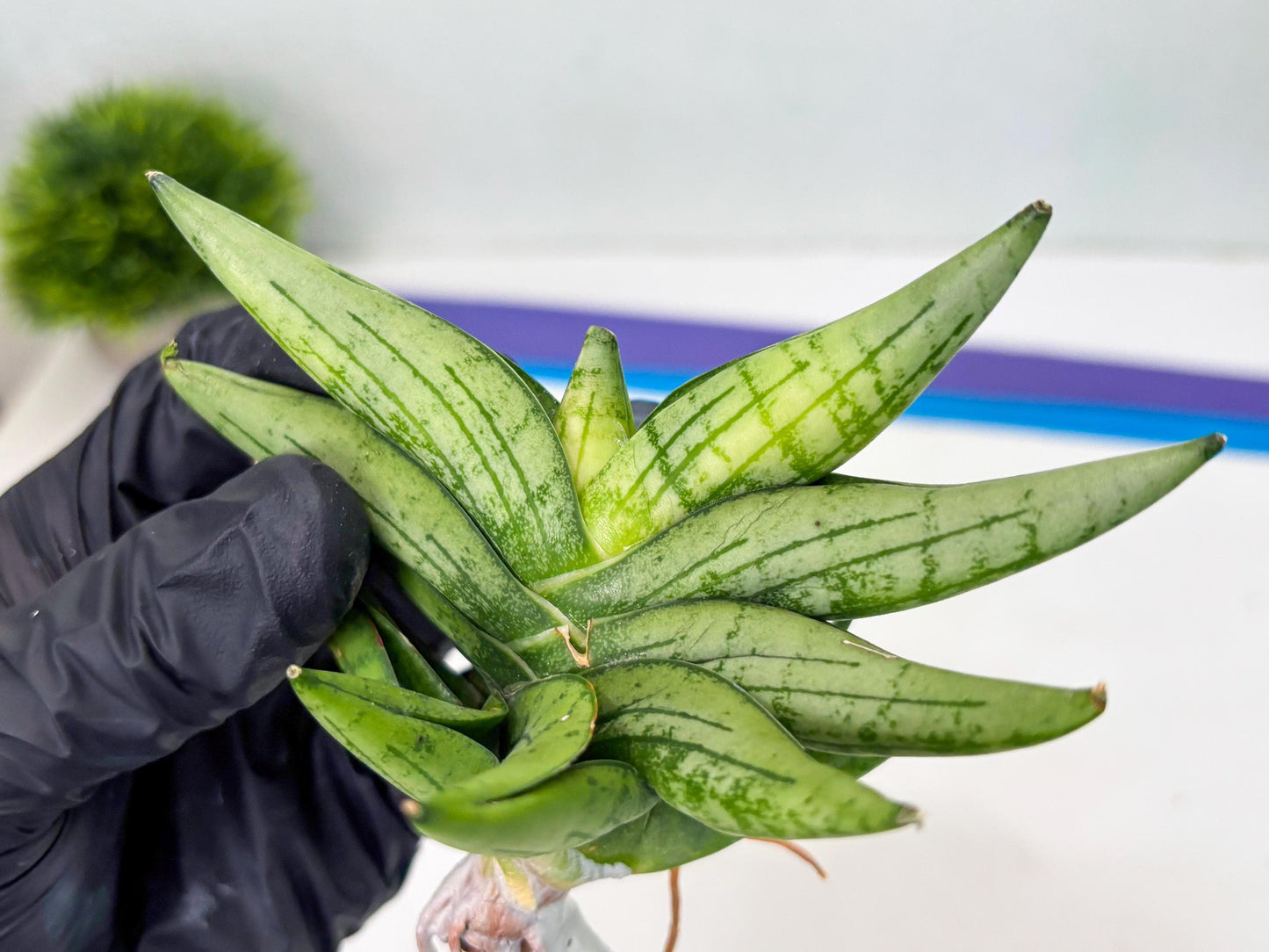 Sansevieria Mini Gold (cj2) (8) | Rare Hybrids