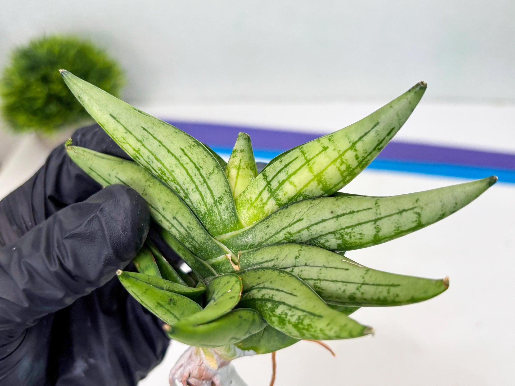 Sansevieria Mini Gold (cj2) (8) | Rare Hybrids