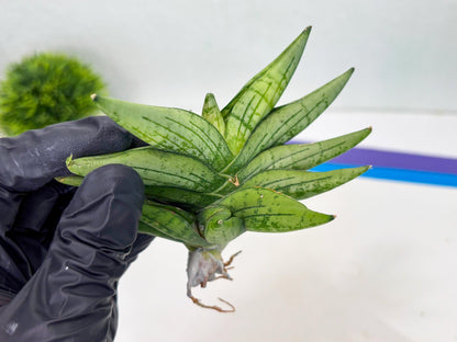 Sansevieria Mini Gold (cj2) (8) | Rare Hybrids