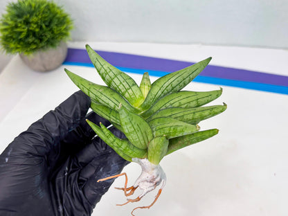Sansevieria Mini Gold (cj2) (8) | Rare Hybrids