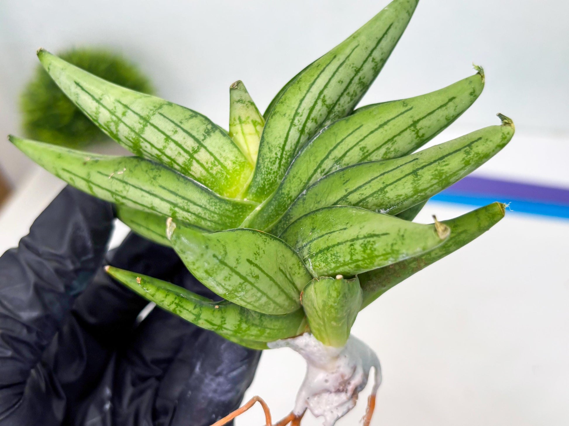 Sansevieria Mini Gold (cj2) (8) | Rare Hybrids