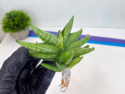 Sansevieria Mini Gold (cj2) (8) | Rare Hybrids