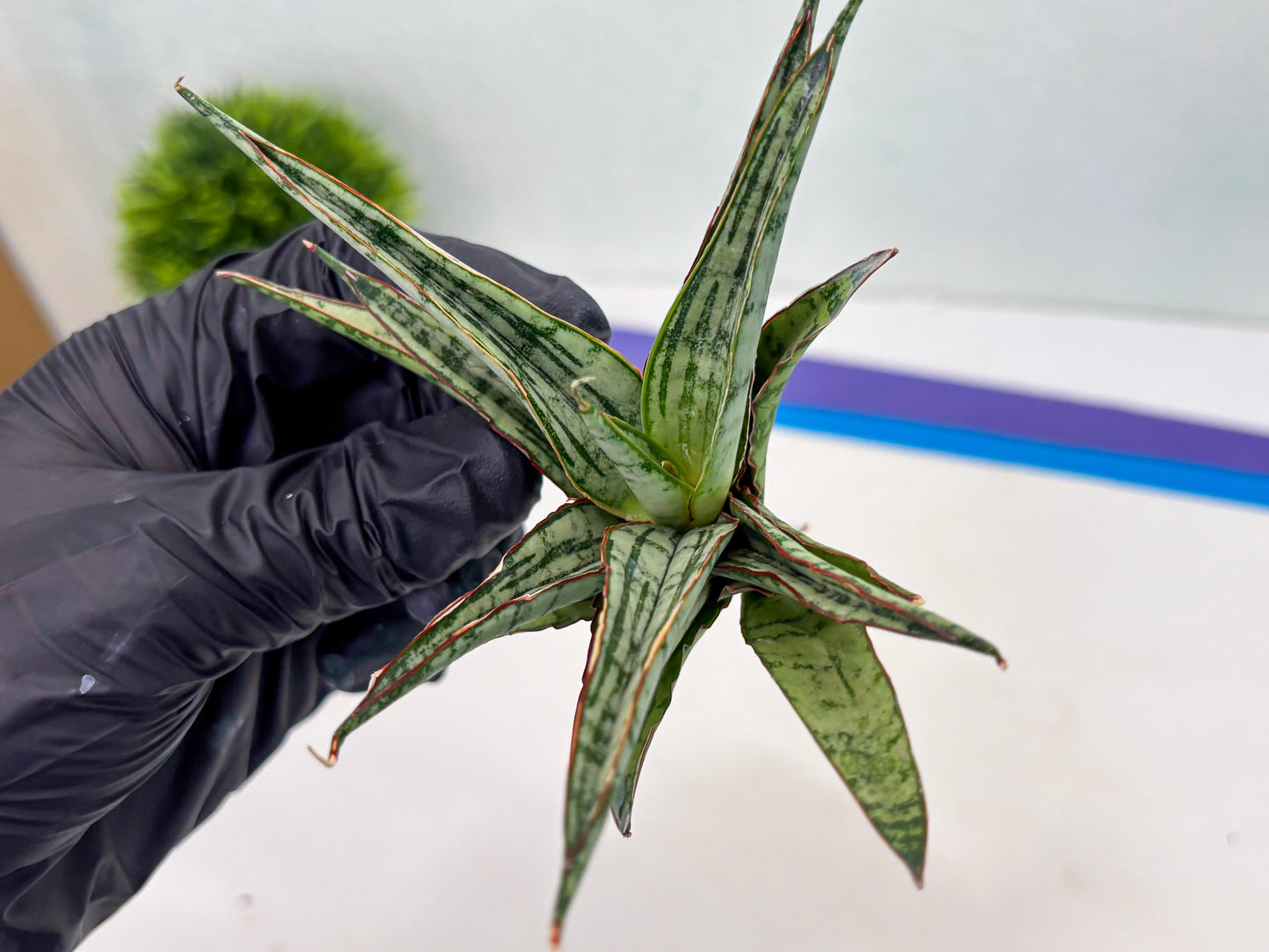 Sansevieria Shana Spin (cj2) (10) | Rare Hybrids