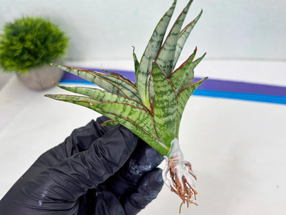 Sansevieria Shana Spin (cj2) (10) | Rare Hybrids