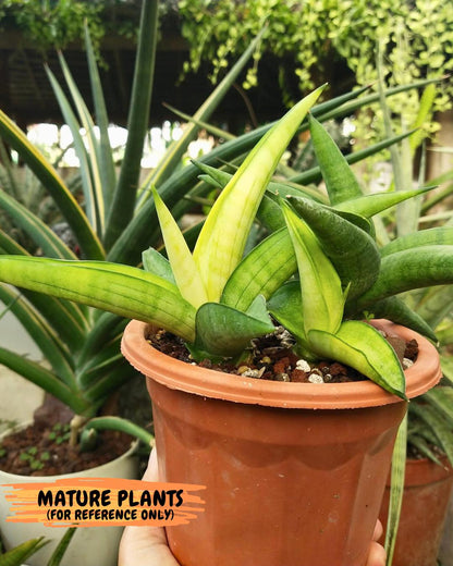 Sansevieria Lemon (cj2) (14) | Rare Hybrids