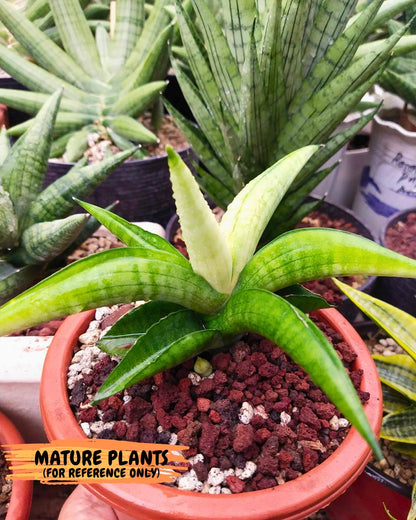 Sansevieria Lemon (cj2) (14) | Rare Hybrids