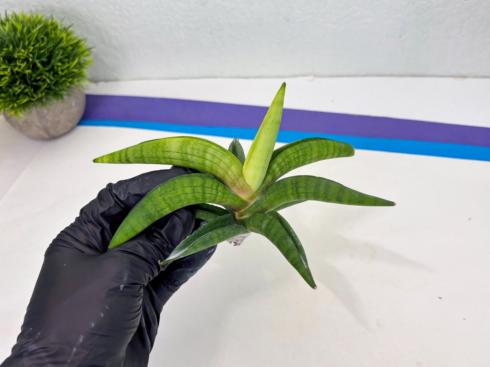 Sansevieria Lemon (cj2) (14) | Rare Hybrids