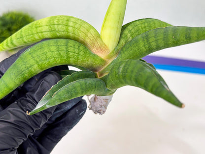 Sansevieria Lemon (cj2) (14) | Rare Hybrids