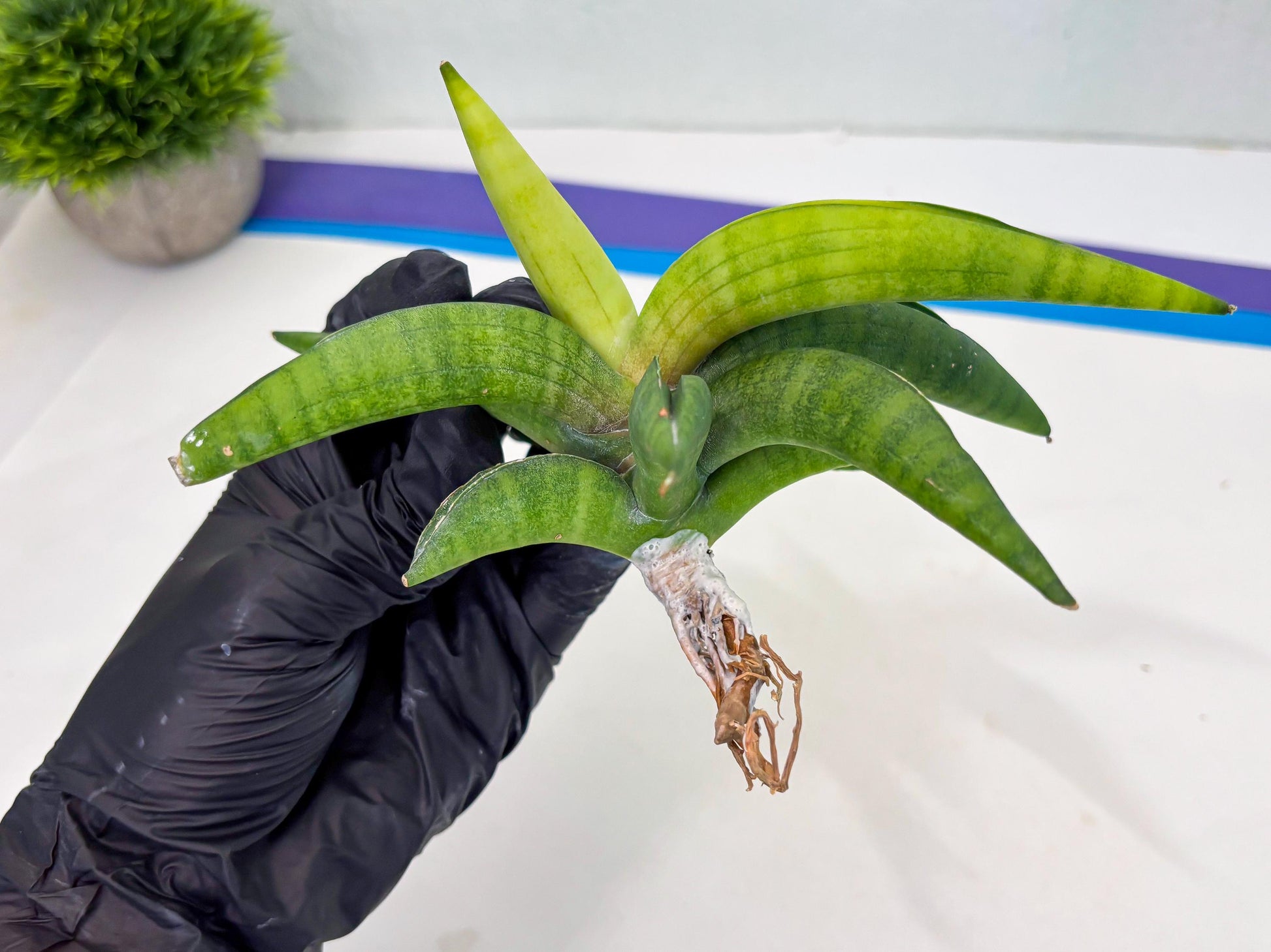 Sansevieria Lemon (cj2) (14) | Rare Hybrids