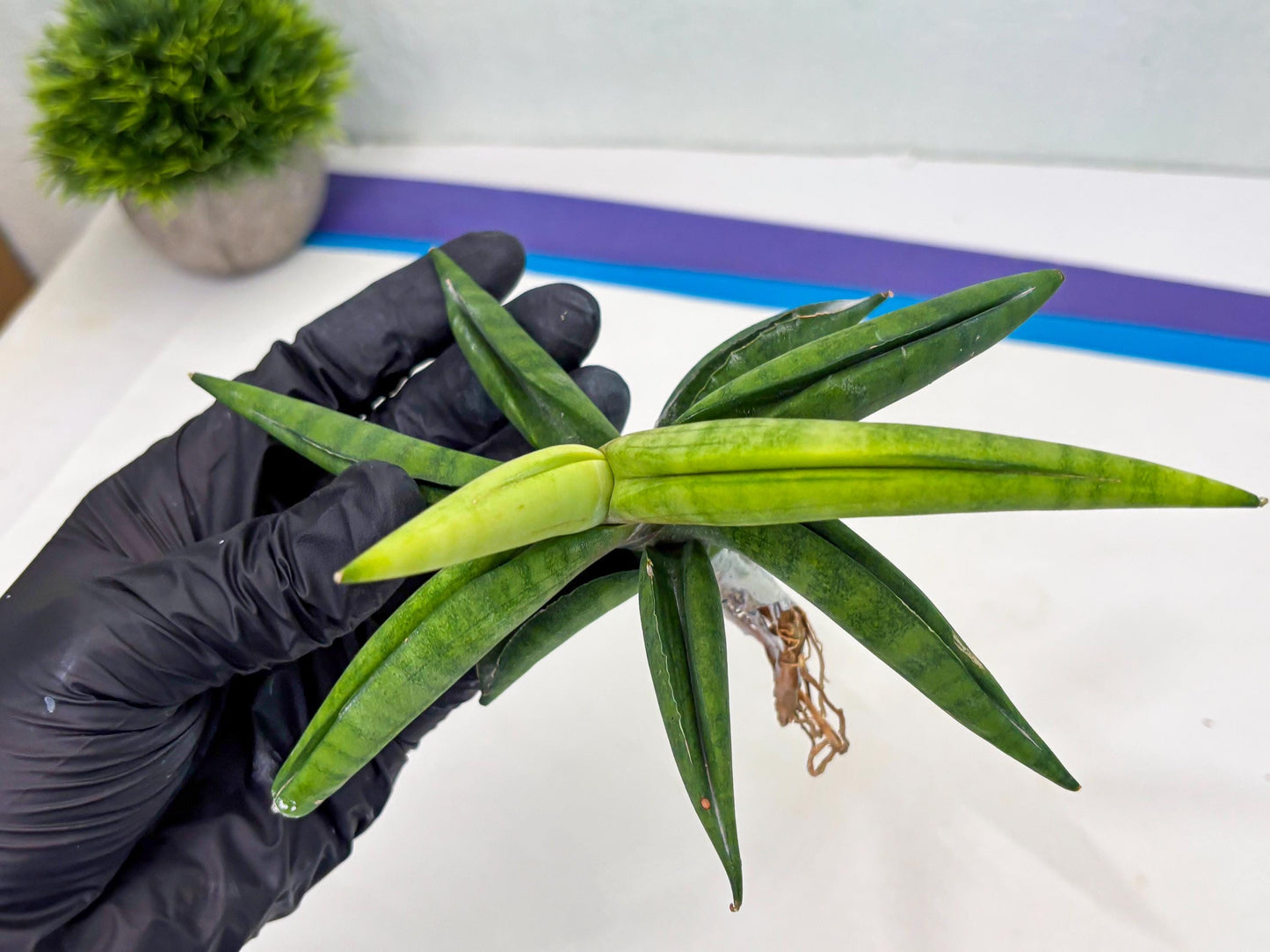Sansevieria Lemon (cj2) (14) | Rare Hybrids