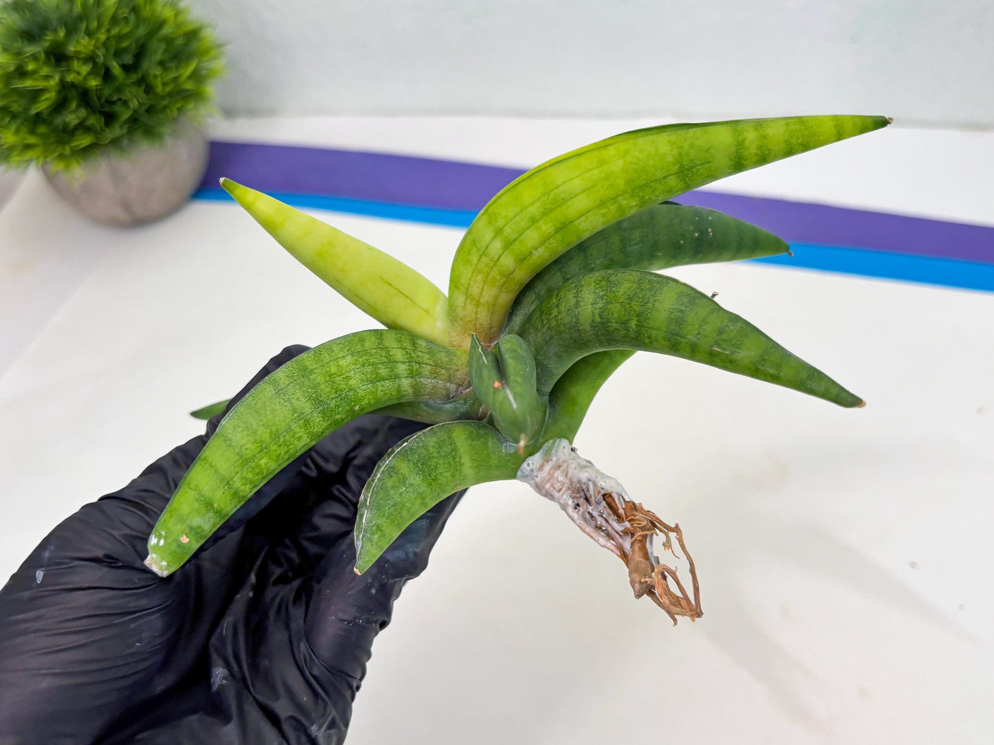 Sansevieria Lemon (cj2) (14) | Rare Hybrids