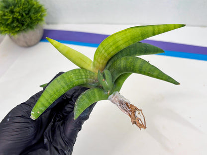 Sansevieria Lemon (cj2) (14) | Rare Hybrids