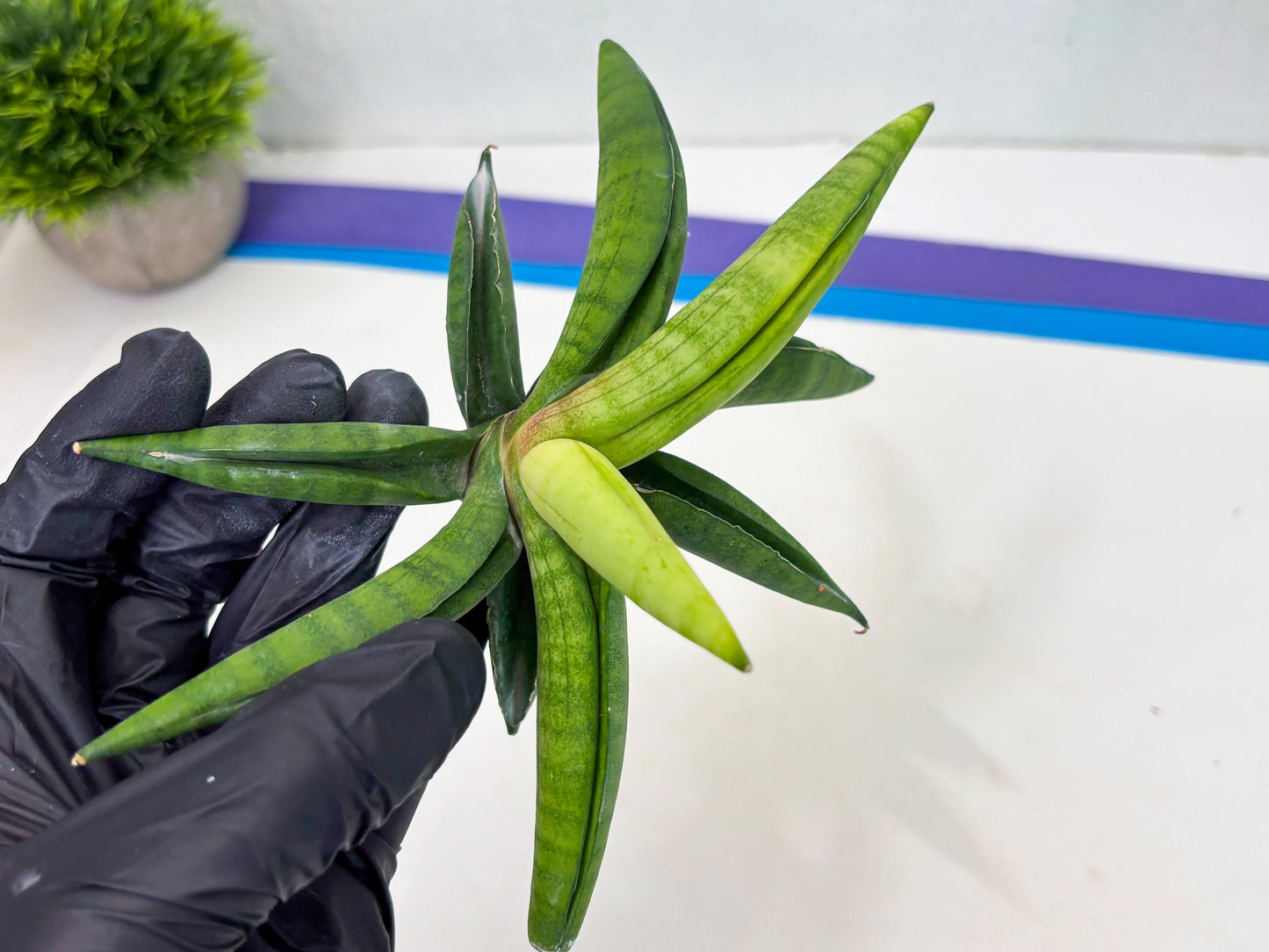 Sansevieria Lemon (cj2) (14) | Rare Hybrids