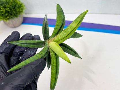Sansevieria Lemon (cj2) (14) | Rare Hybrids