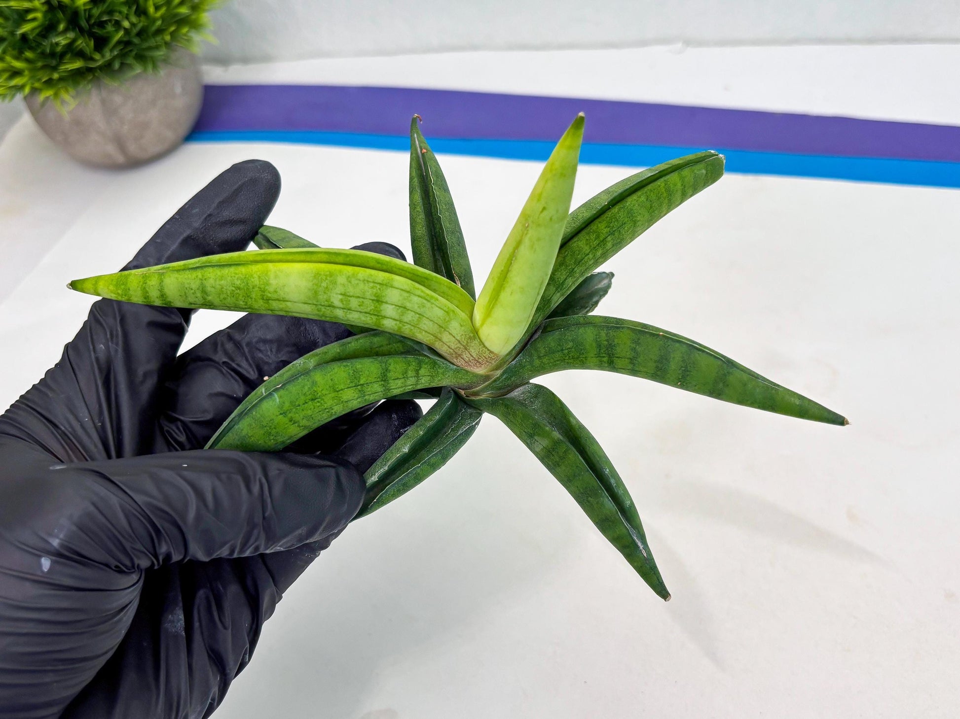 Sansevieria Lemon (cj2) (14) | Rare Hybrids
