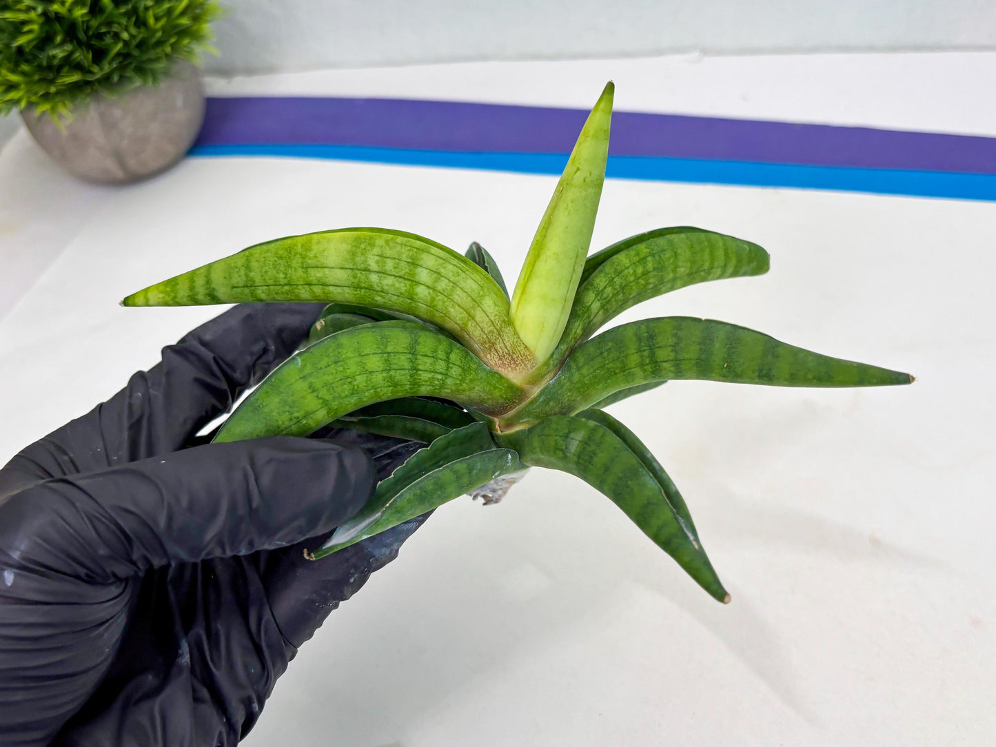 Sansevieria Lemon (cj2) (14) | Rare Hybrids