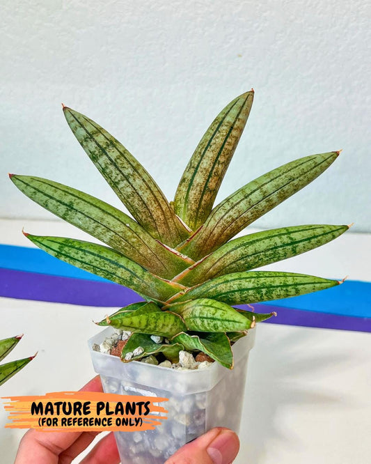Sansevieria Pink Hand (cj3) (15) | Rare Hybrids