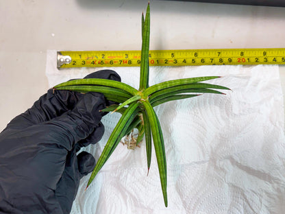 Sansevieria Black Bison (1) (cj3) | Rare House Plant