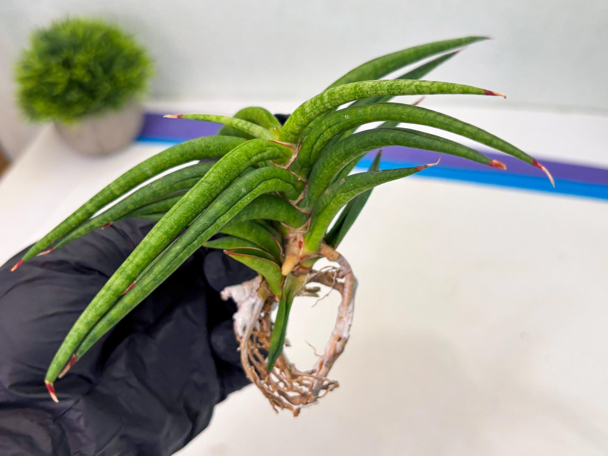 Sansevieria Black Bison (1) (cj3) | Rare House Plant