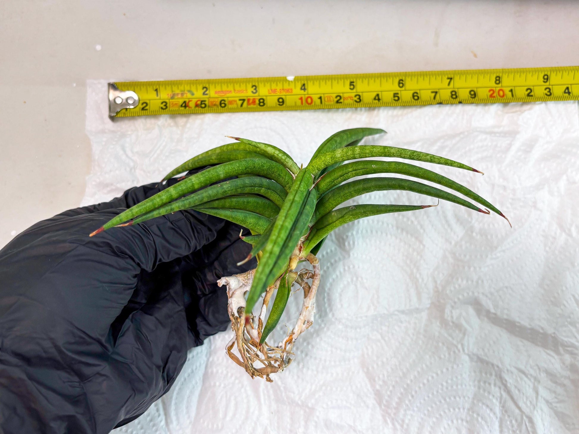 Sansevieria Black Bison (1) (cj3) | Rare House Plant